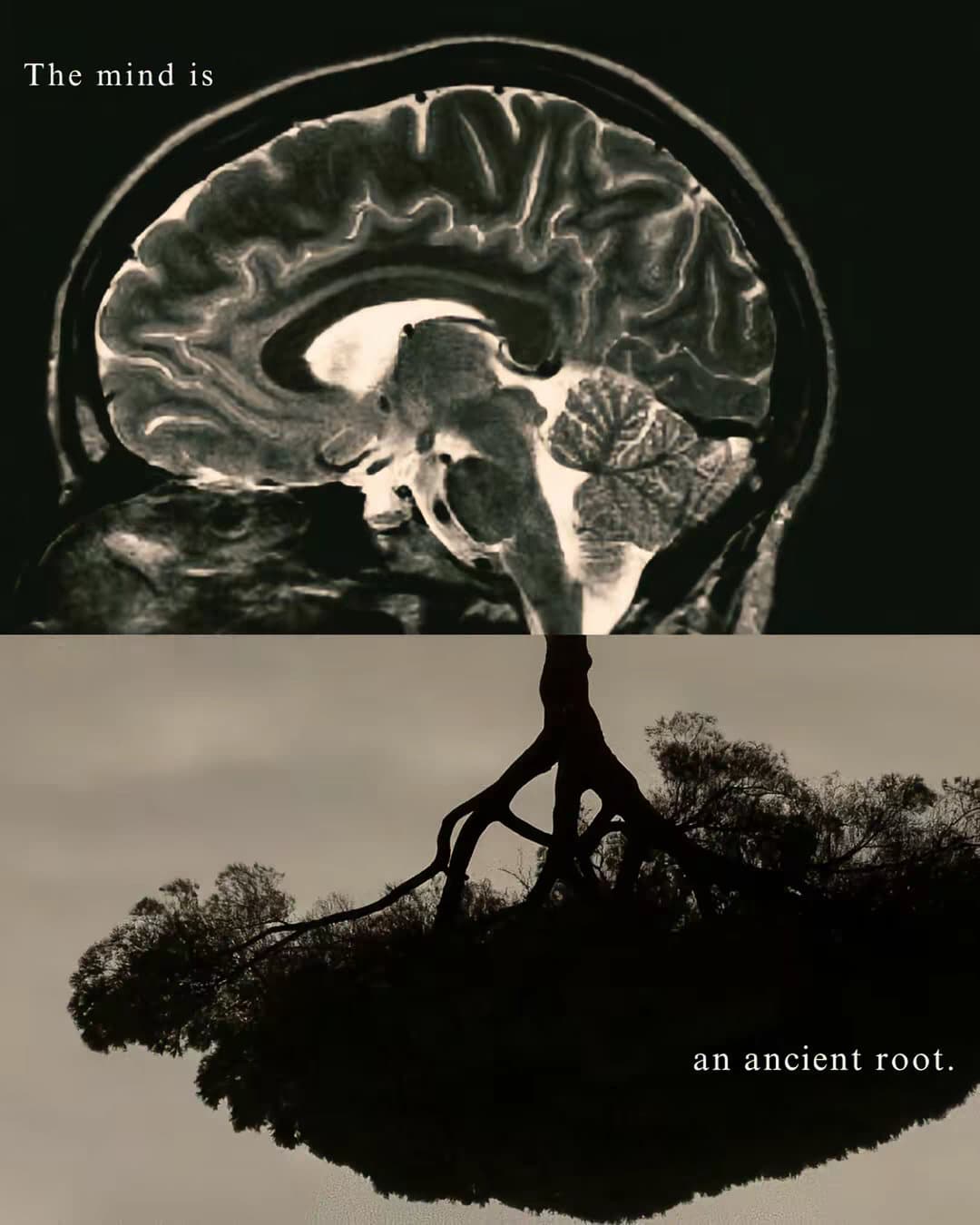 The mind is
an ancient root.
