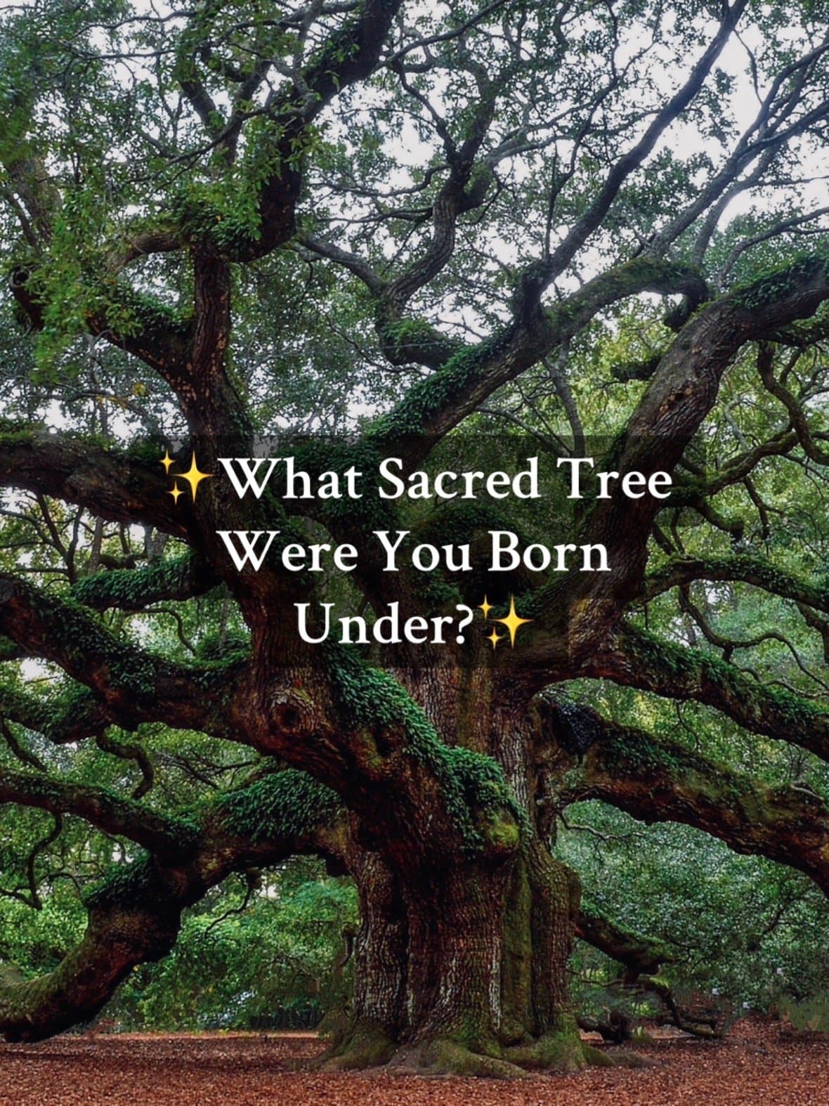 ✨ What Sacred Tree
Were You Born
Under? ✨