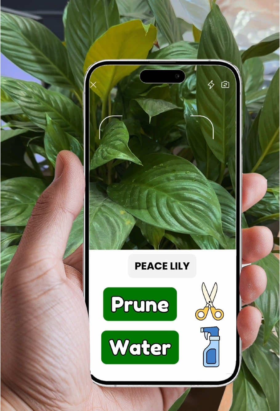 Watering

Plant grooming 

Plant Expert AI
Let your plants grow!

TRY IT FOR FRE…
