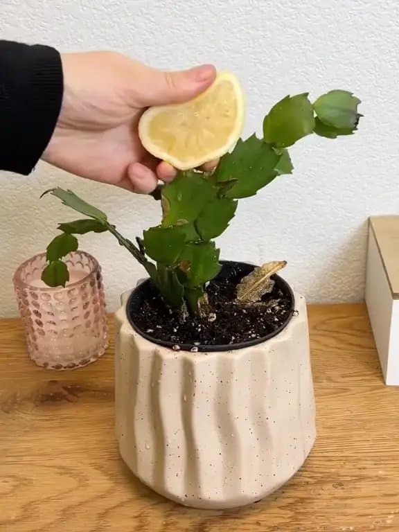 Plantln
Become a Plant Hero

GET A -75% DISCOUNT

Download on the
App Store

GET…