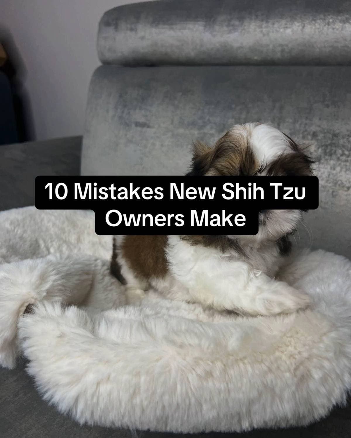 10 Mistakes New Shih Tzu
Owners Make