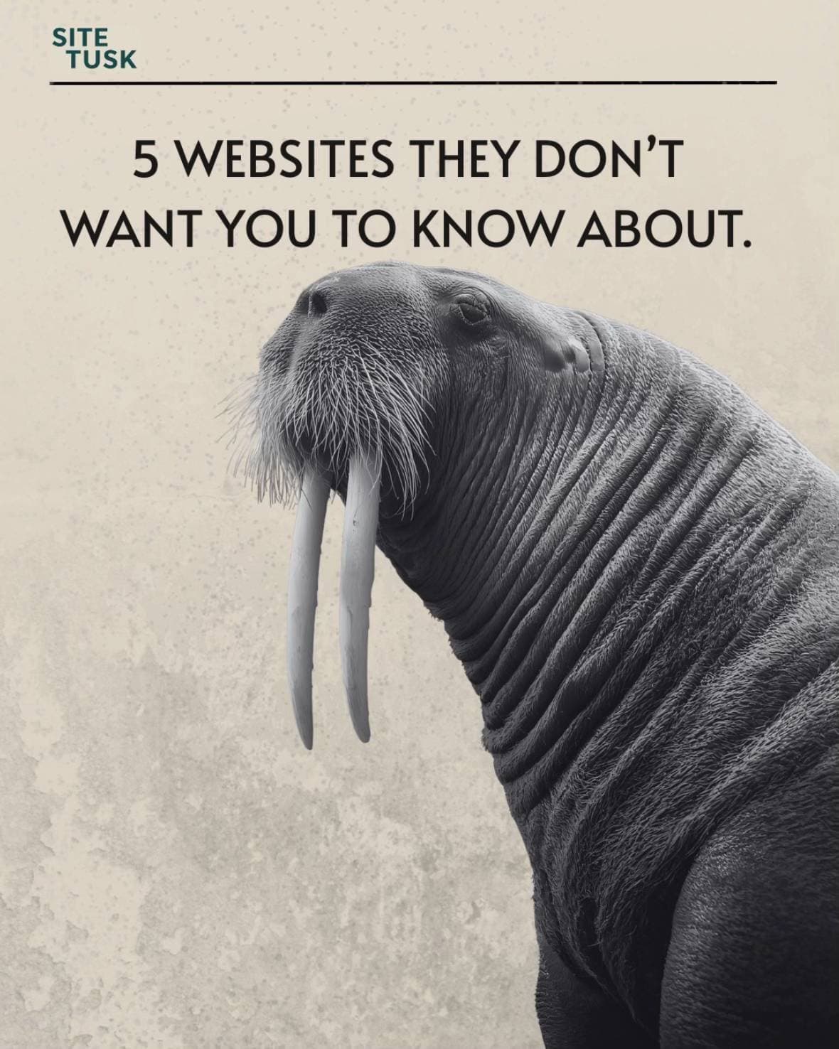 SITE
TUSK

5 WEBSITES THEY DON'T
WANT YOU TO KNOW ABOUT.