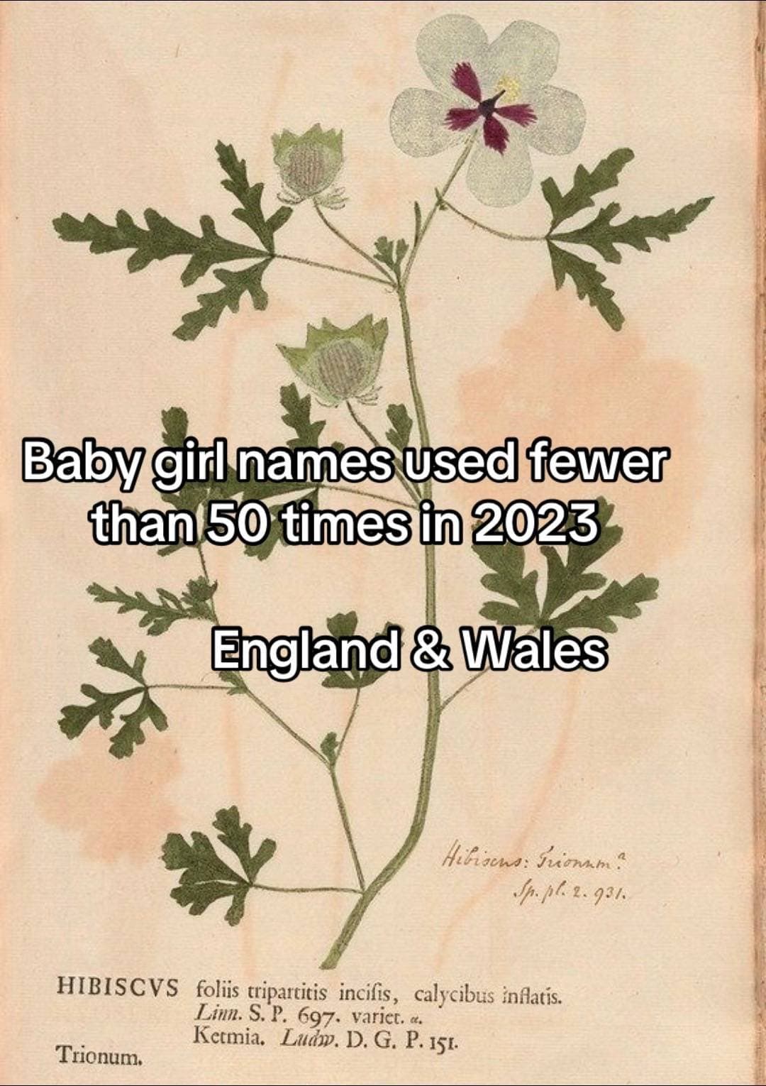 Baby girl names used fewer 
than 50 times in 2023
England & Wales