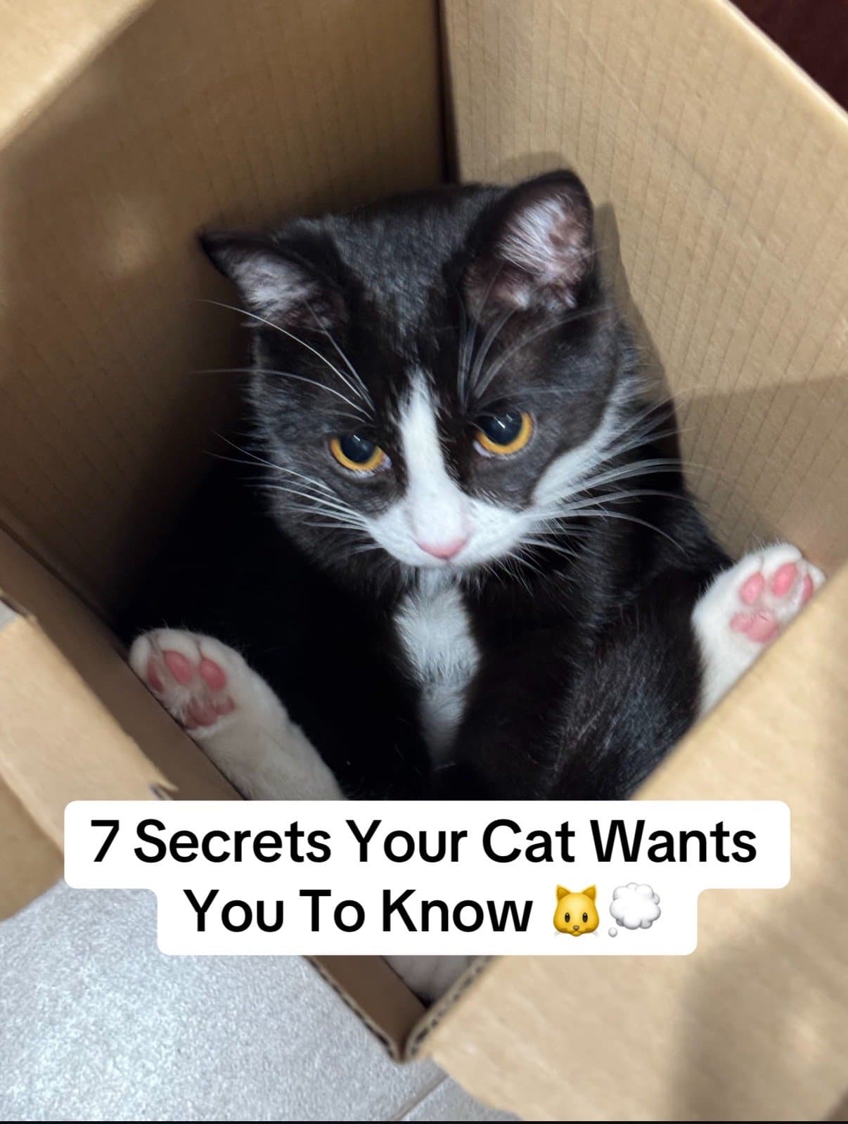 7 Secrets Your Cat Wants
You To Know 🐱💭