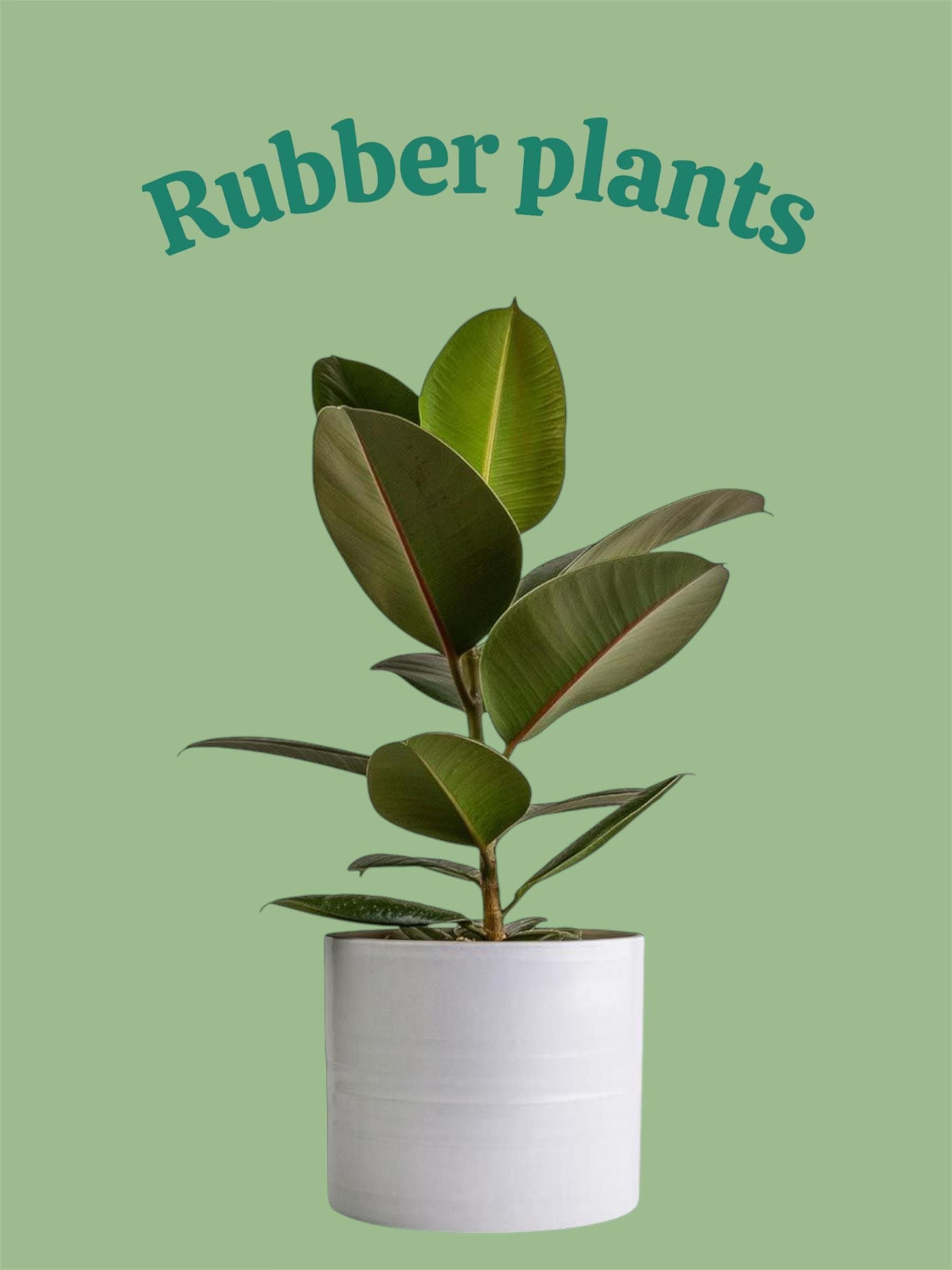 Rubber plants