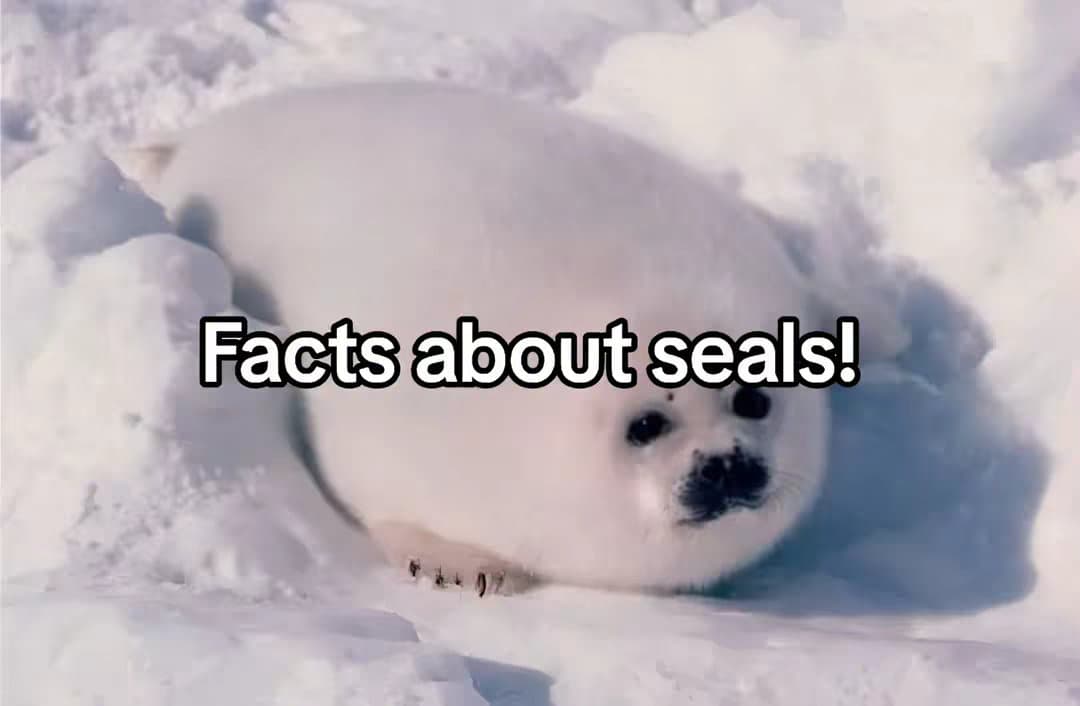 Facts about seals!