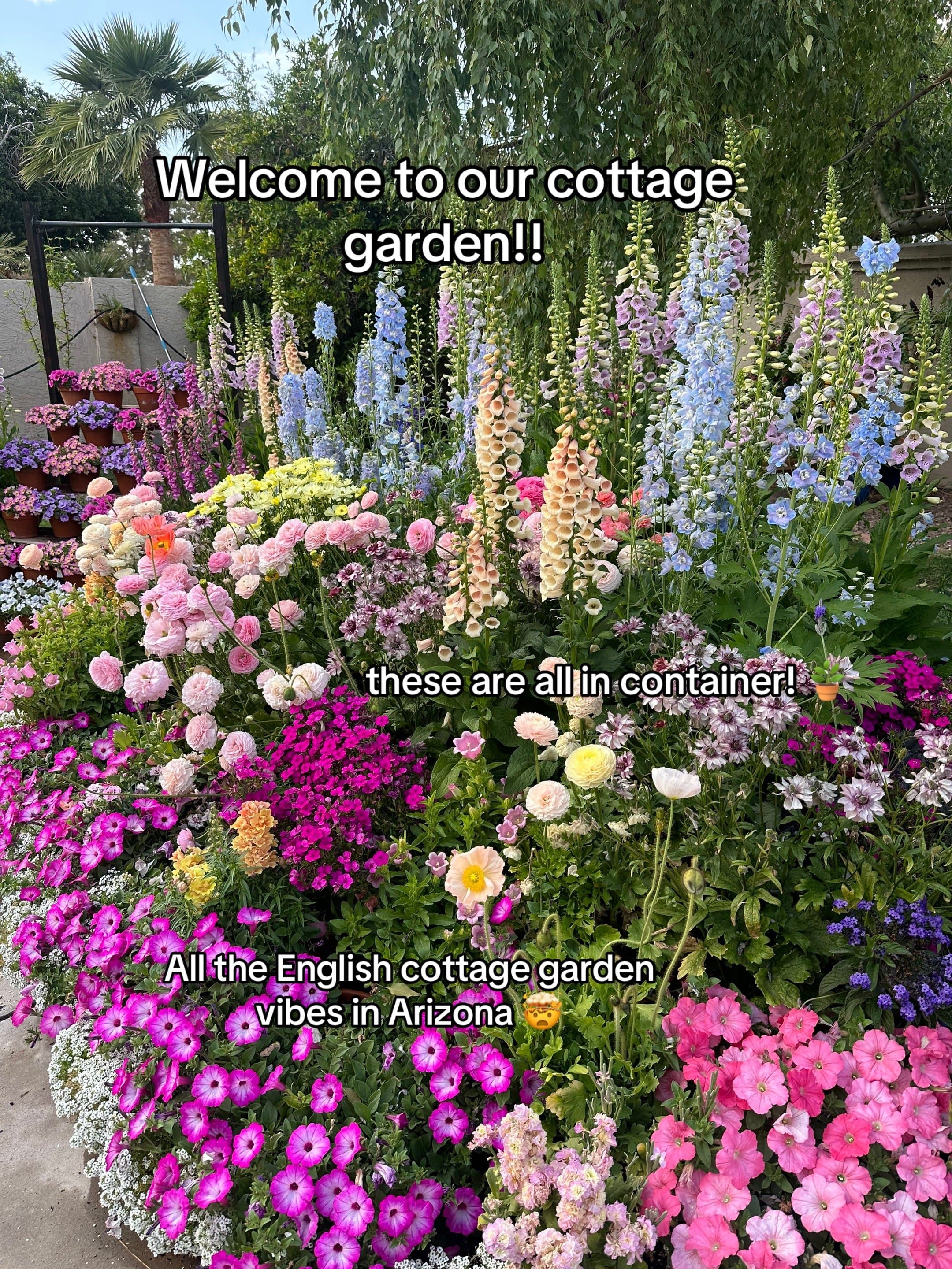 Welcome to our cottage
garden!!
these are all in container!
All the English co…