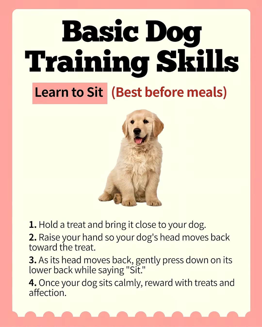 Basic Dog Training Skills
Learn to Sit (Best before meals)
1. Hold a treat and b…